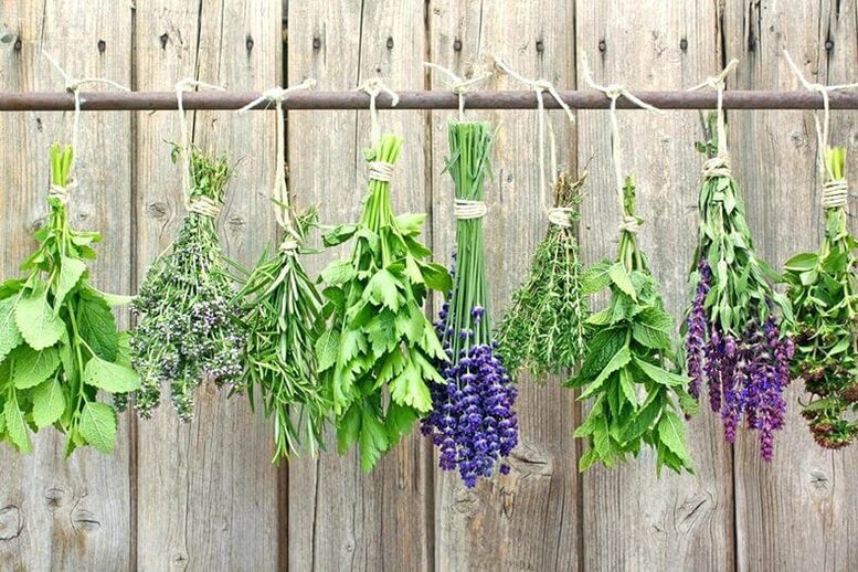 Best Herbal Medicines for Treating Worms and Lamblia
