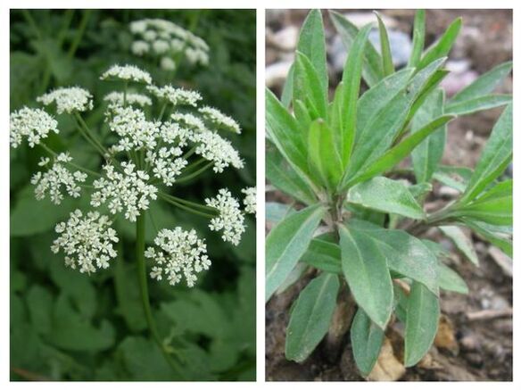 Mugwort can purify parasites from the body