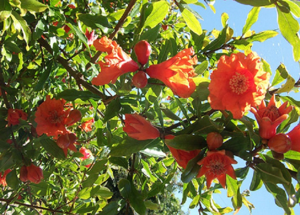 Pomegranate tree and its bark cleanse the body of parasites