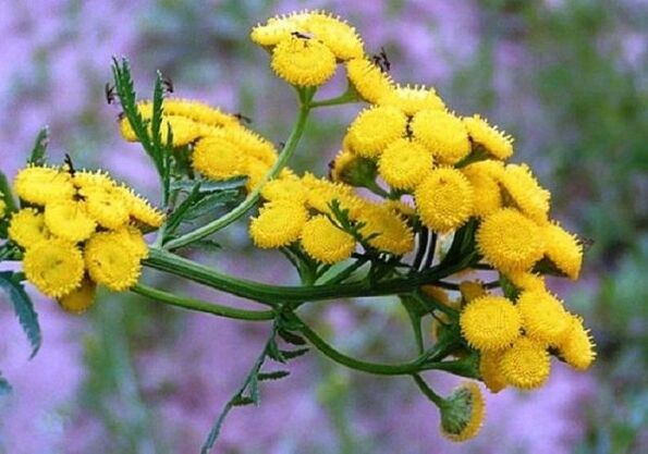 Use tansy to remove parasites from your body