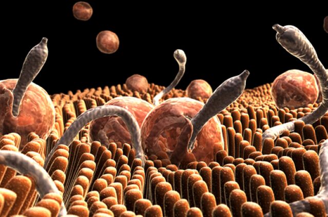 parasites in human body