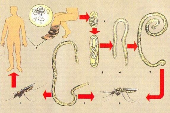 How do parasites enter the body