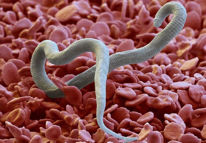 Parasites that feed on humans