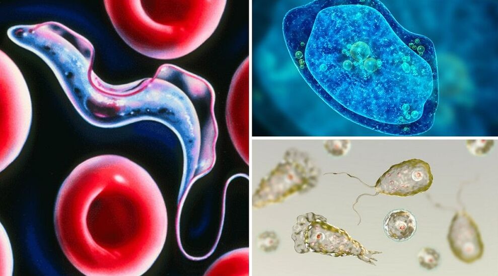 human protozoan parasites