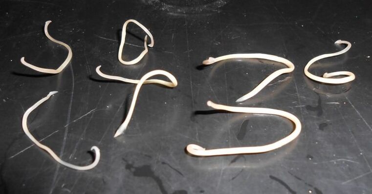 Worms from adults