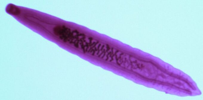Fluke parasites from humans