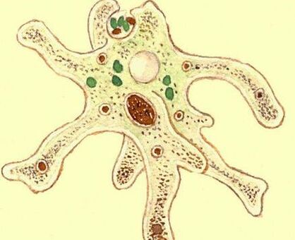 amoeba