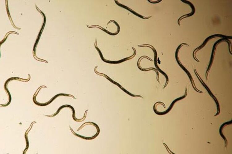 worm